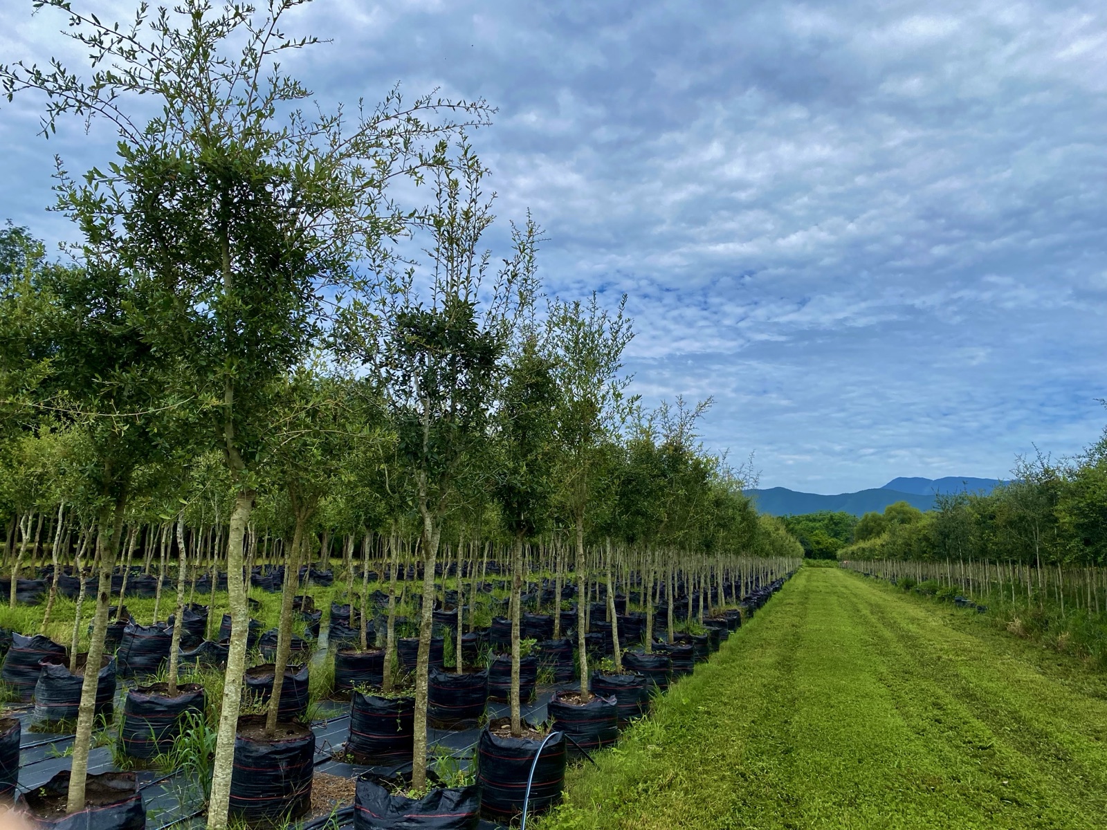 Campos de cultivo y producción Vivero Los Encinos