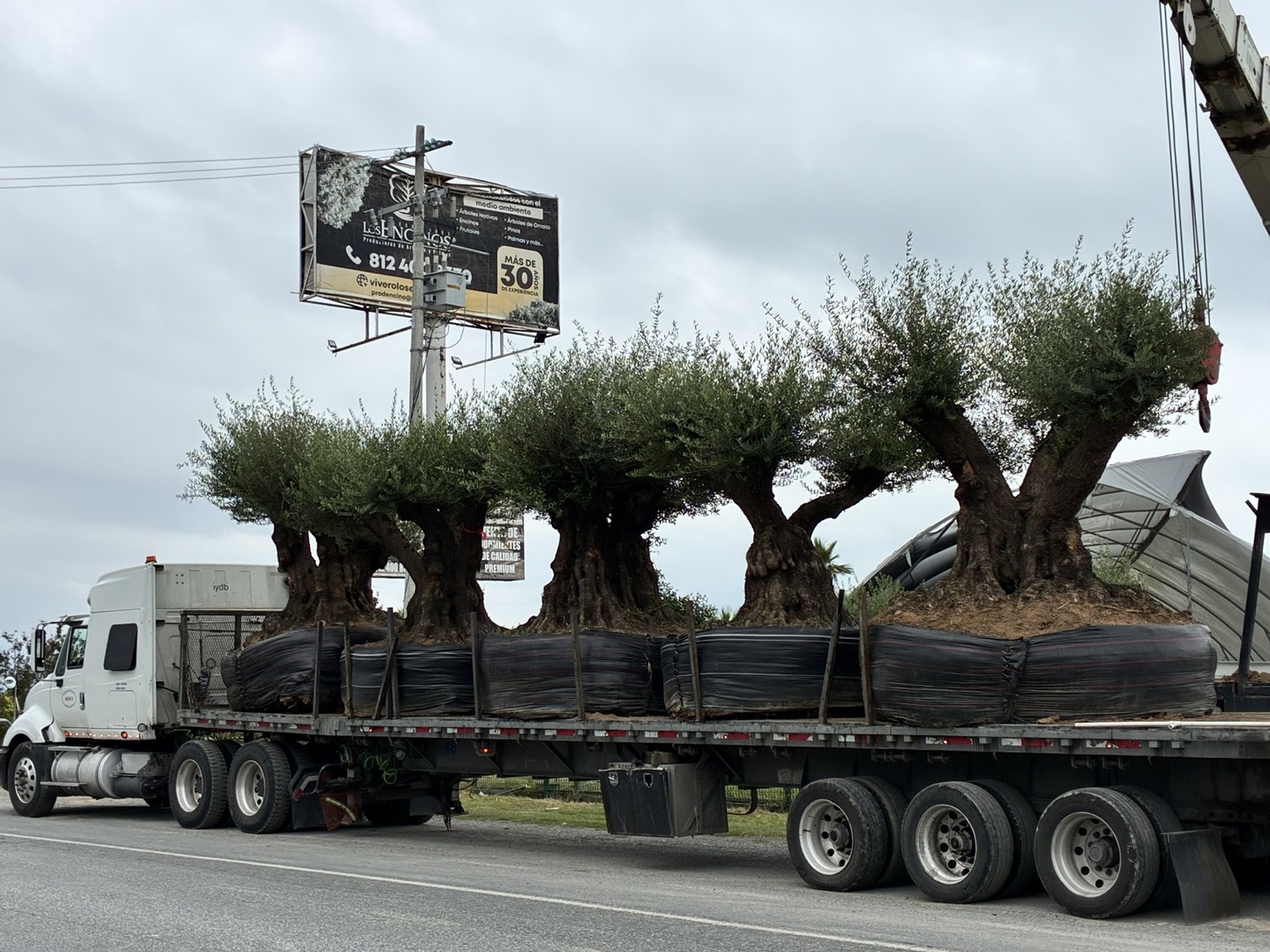 Envíos a todo México Vivero Los Encinos