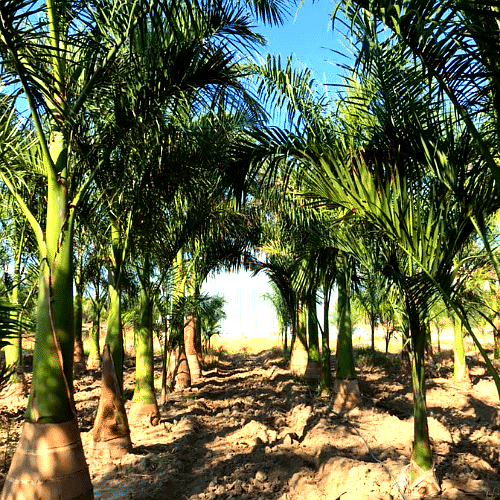 Vista 2