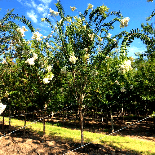 Vista 3