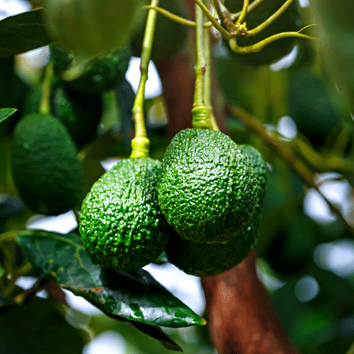 Aguacate Hass