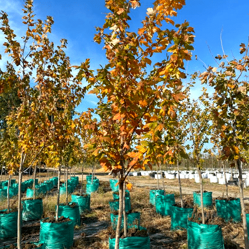 Maple Canadiense