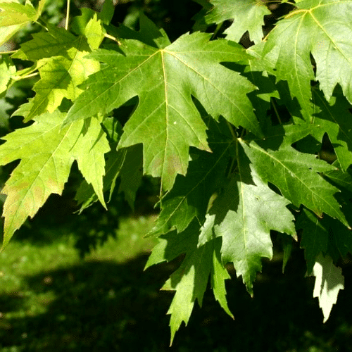 Maple Mexicano
