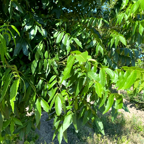 Vista 3