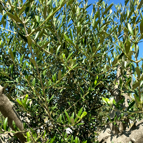 Vista 8