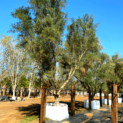 Vista 3