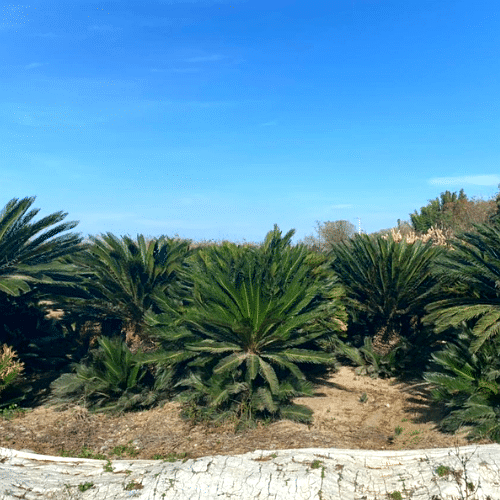 Palma Cica