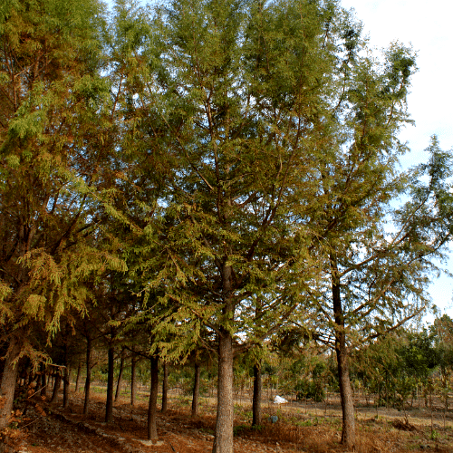Vista 6