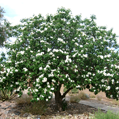 Anacahuita