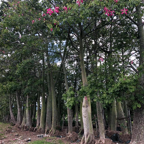 Ceiba