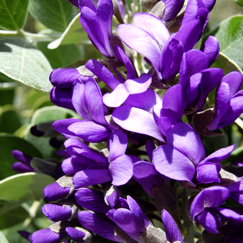 Colorín o Laurel de la Montaña