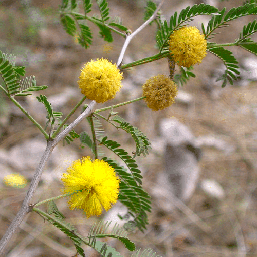 Huizache
