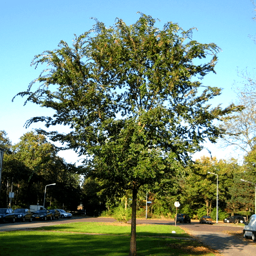Vista 7