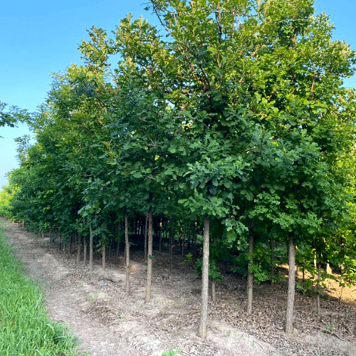 Vista 2