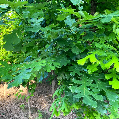 Encino Bur Oak