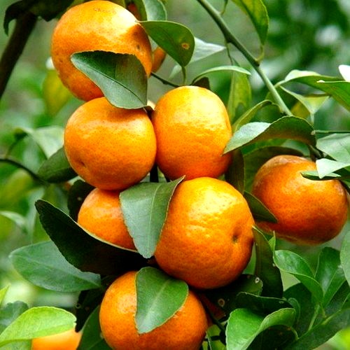 Mandarina Reina