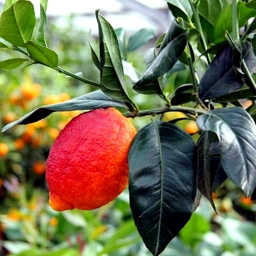 Limón Rojo