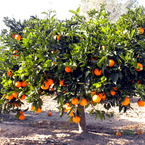 Naranja Parson Brown