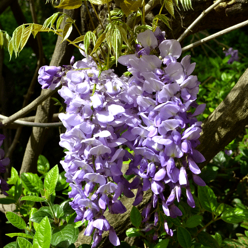 Wisteria China