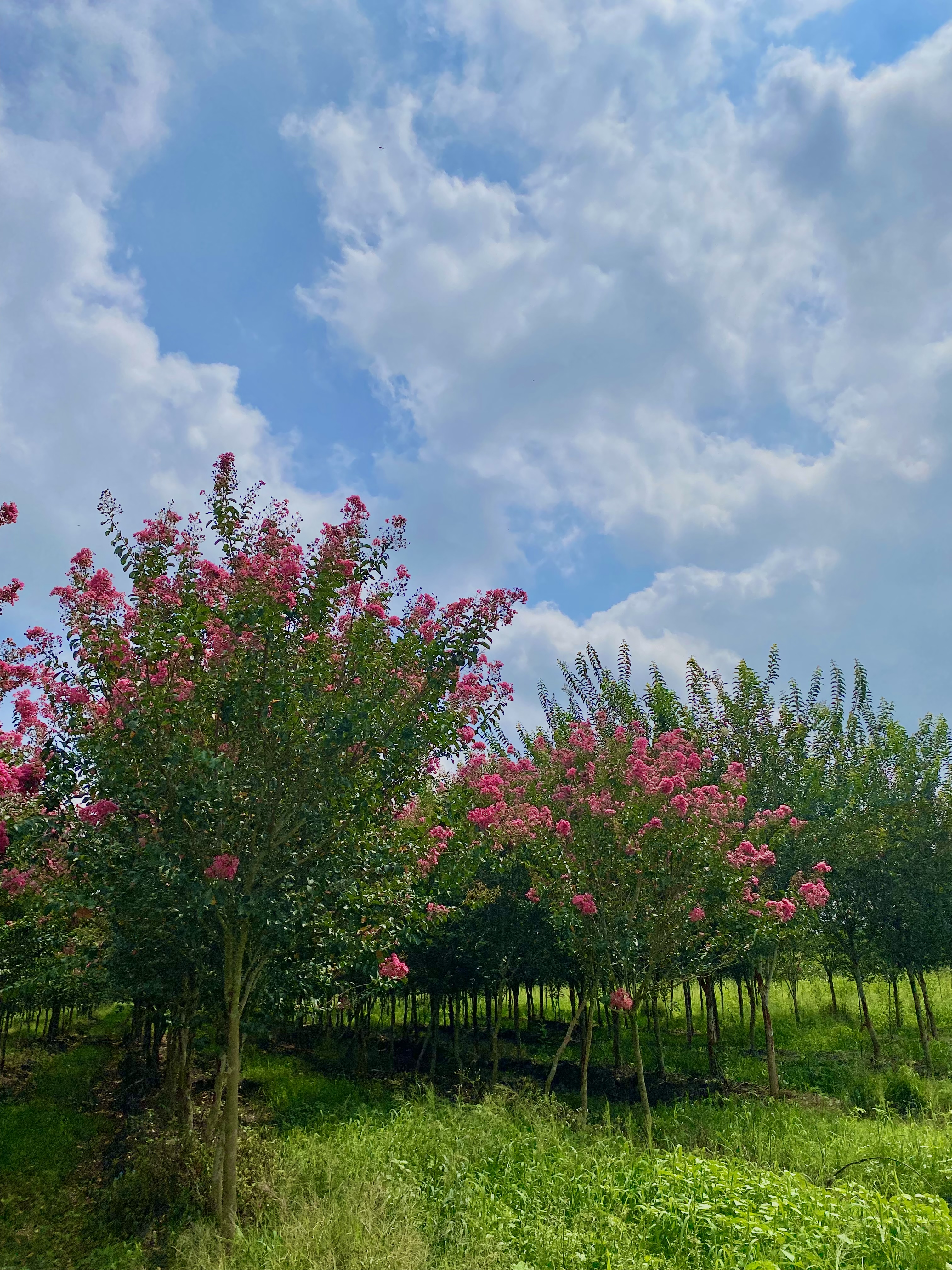 Crespón Rosa Fuerte