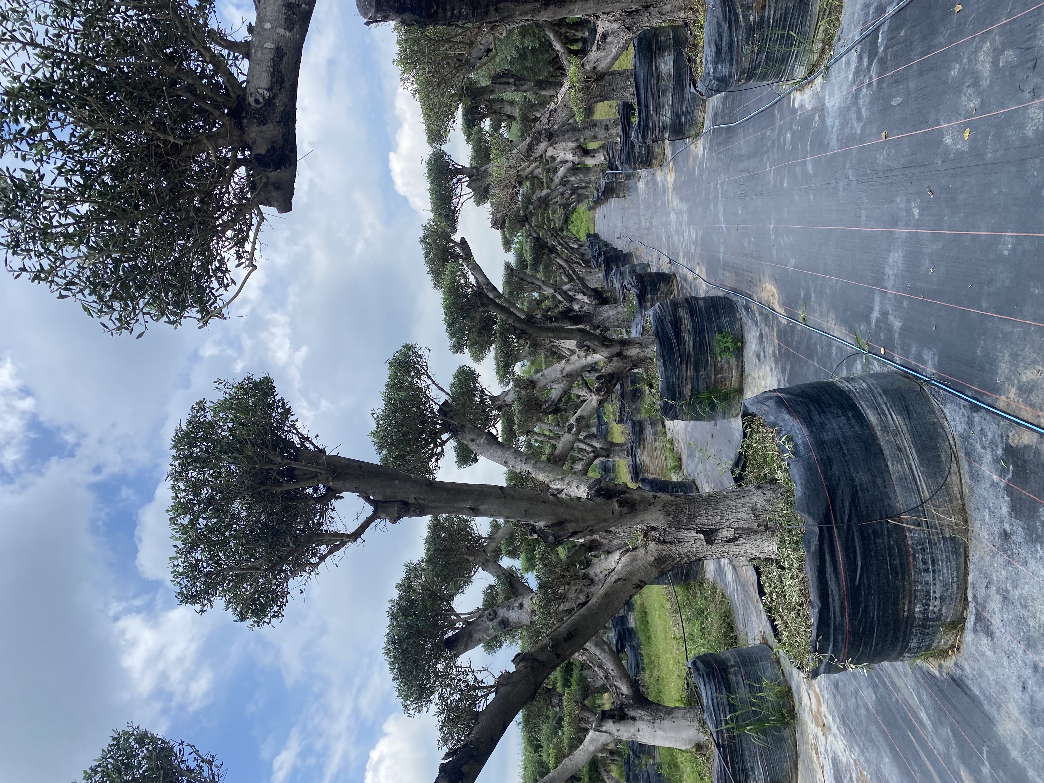 Vista 3