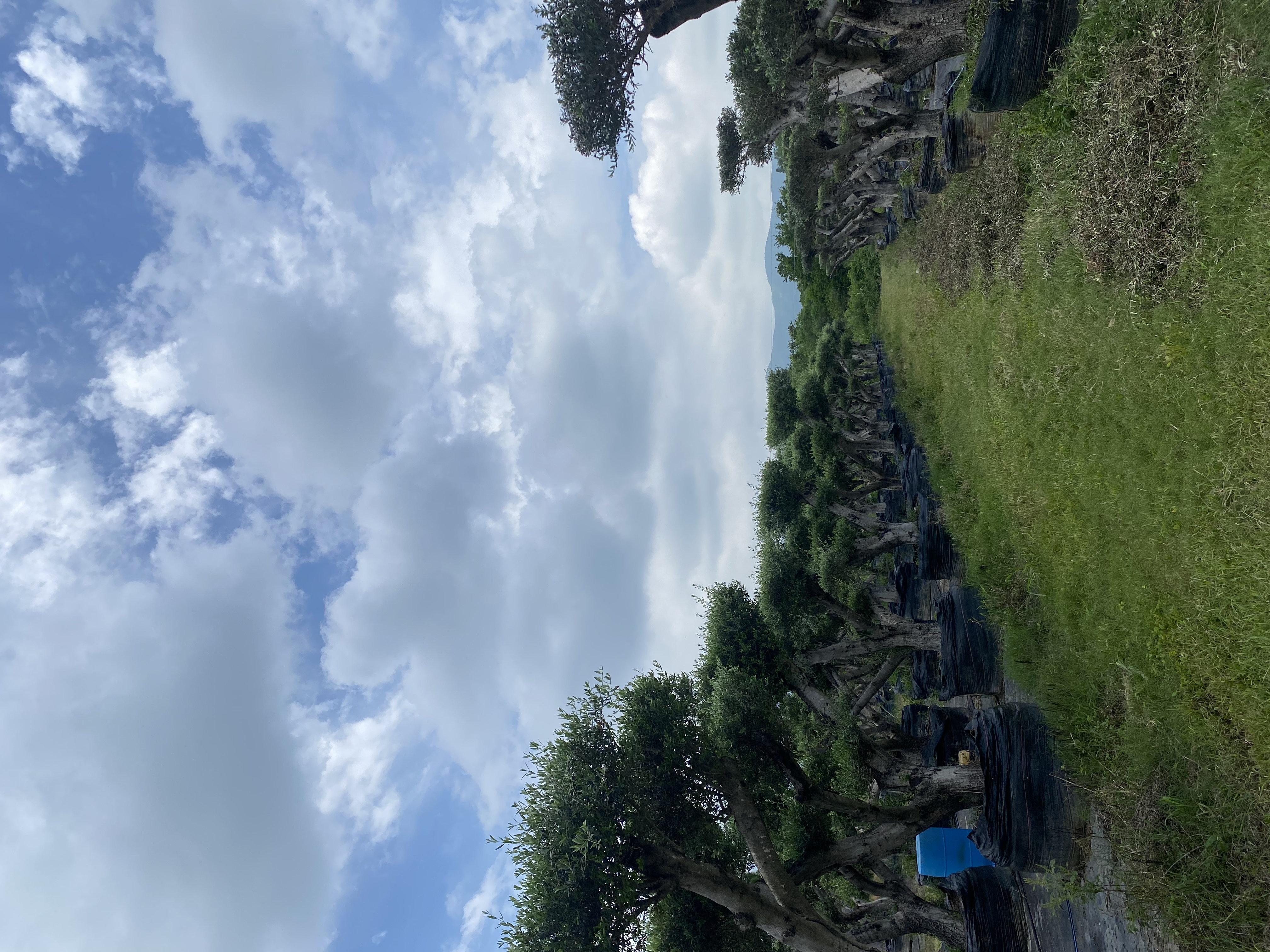 Vista 4