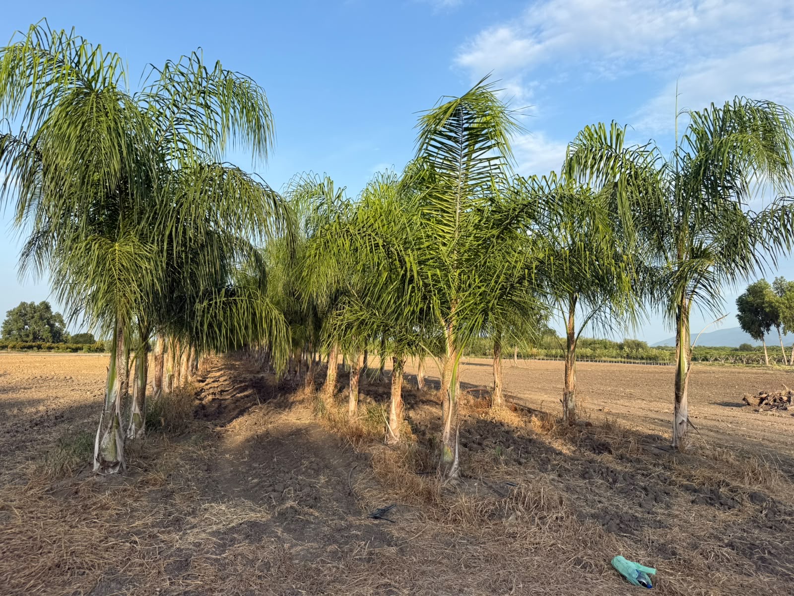 Palma Coco Plumoso