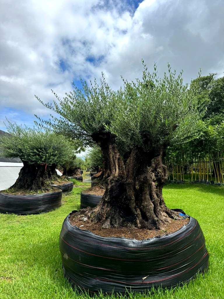 Olivo Centenario Viejo