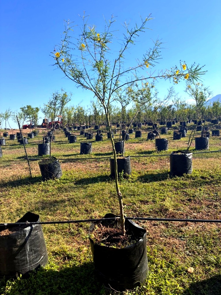 Palo Verde