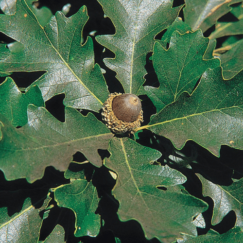 Encino Bur Oak – Vivero los Encinos