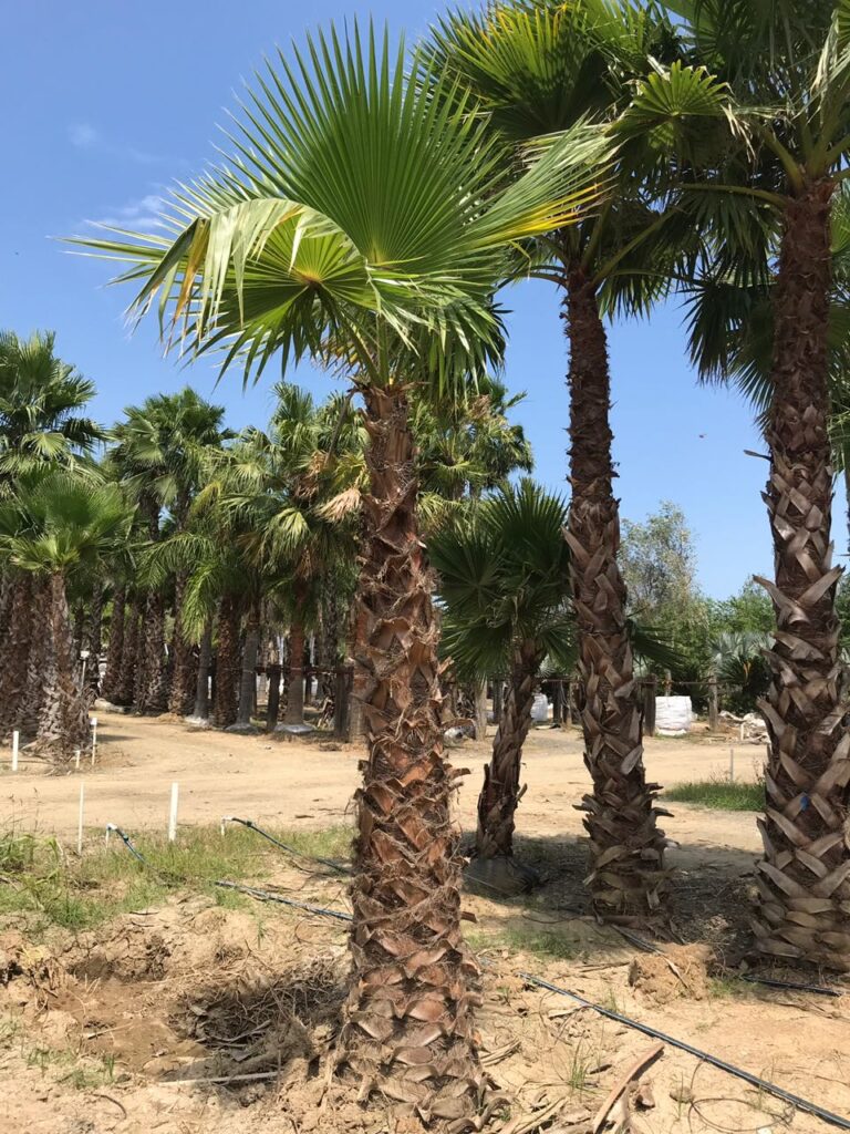 palma de abanico2 Vivero los Encinos